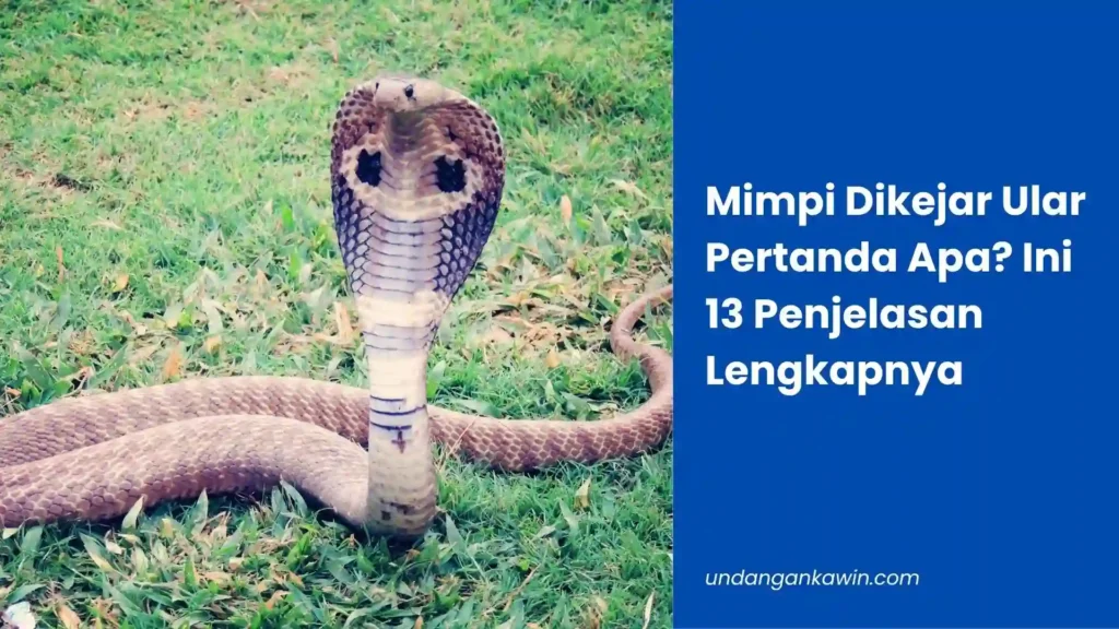 Mimpi Dikejar Ular Pertanda Apa? Ini 13 Arti Penjelasannya! - undangankawin.com Mimpi Dikejar Ular